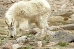 PICTURES/Mt. Evans - Idaho Springs, Colorado/t_Goat8.JPG